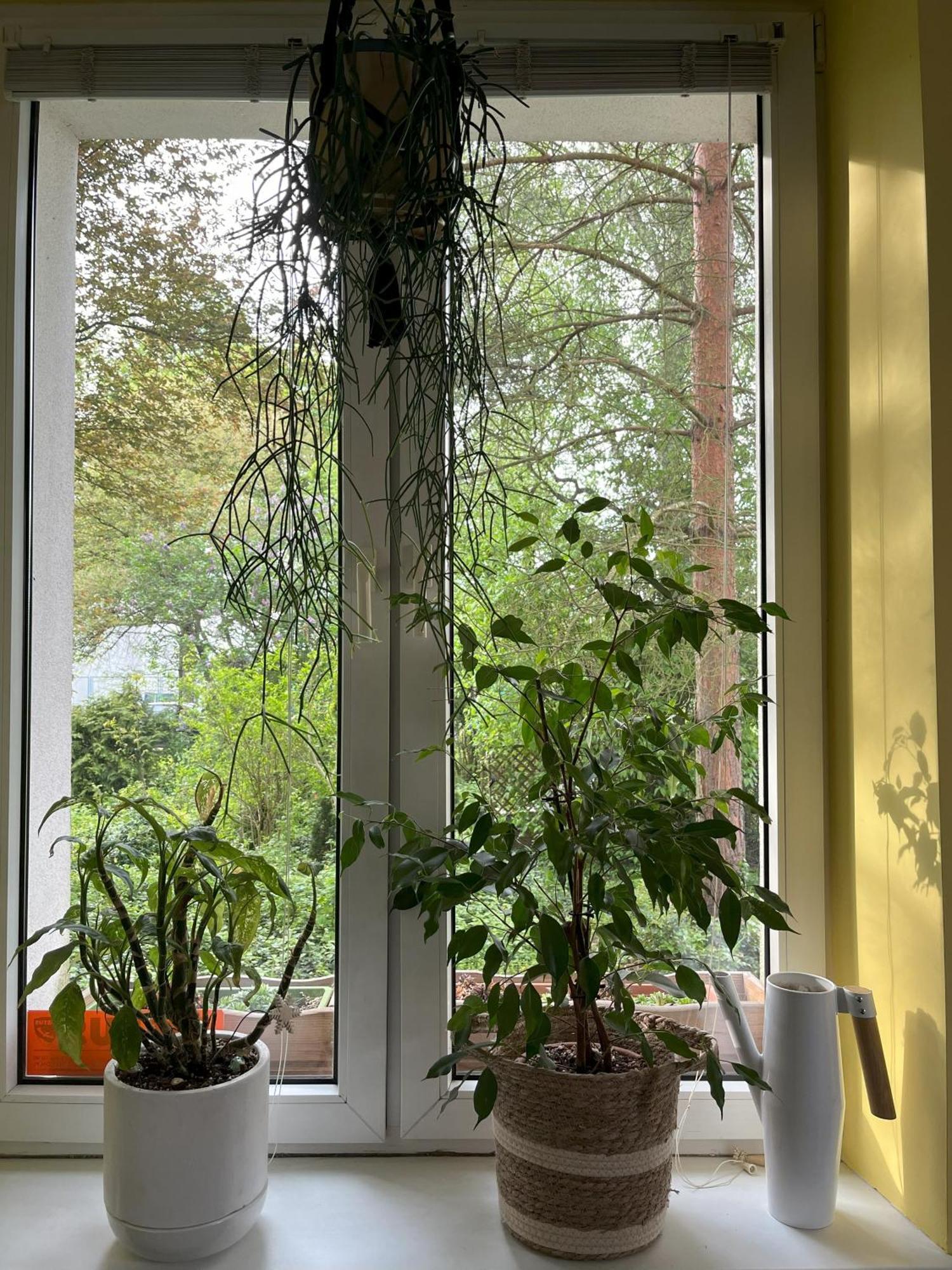 Greenthumb Praska Краков Экстерьер фото