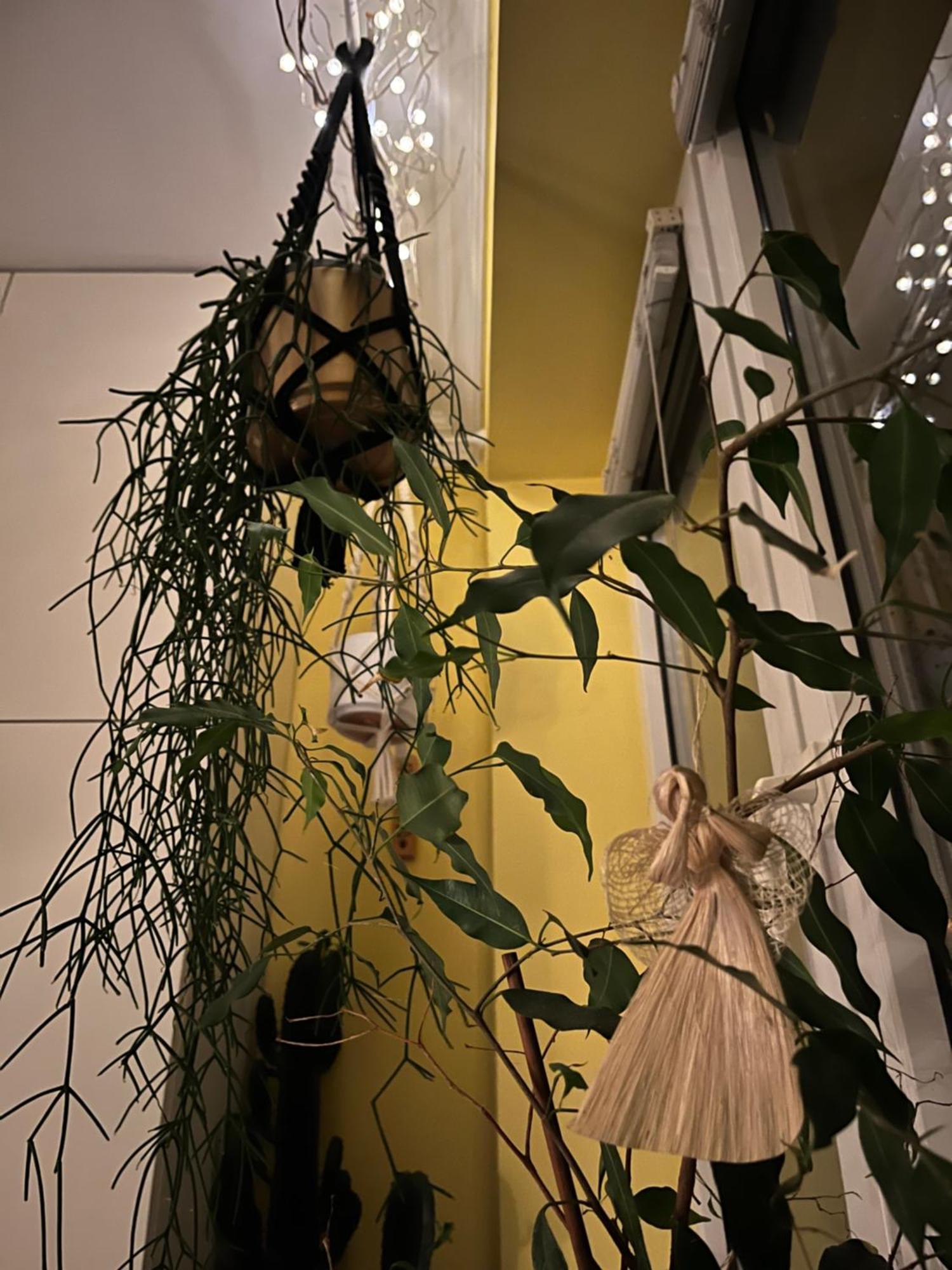 Greenthumb Praska Краков Экстерьер фото